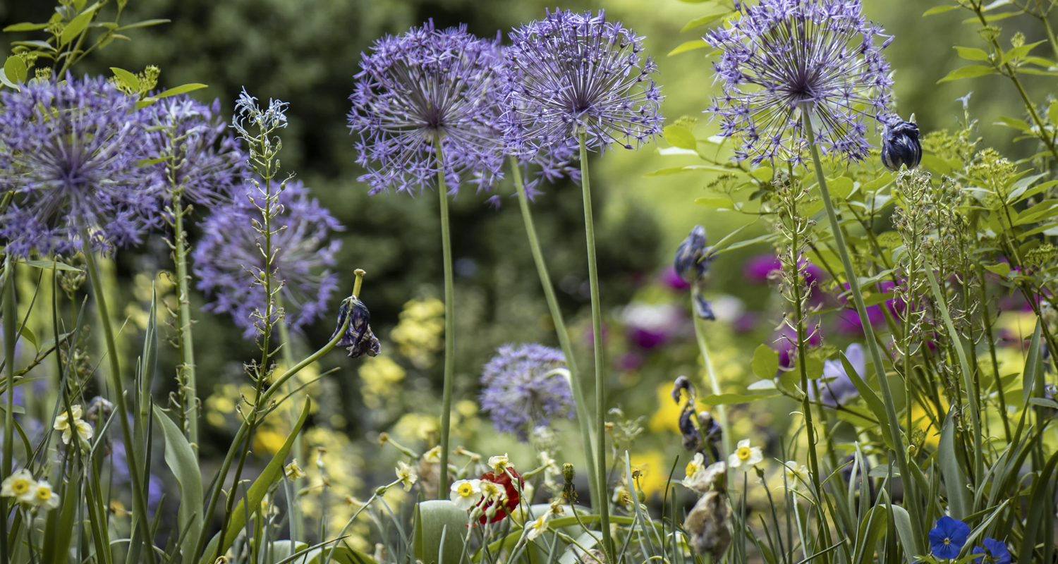 NEW! The Secret Garden